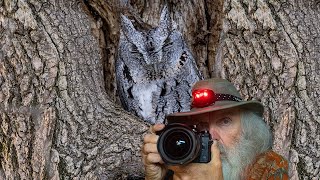 Olympus OM-1 Discovering the secret of an elusive Screech Owl. It took me a few tries to get this.