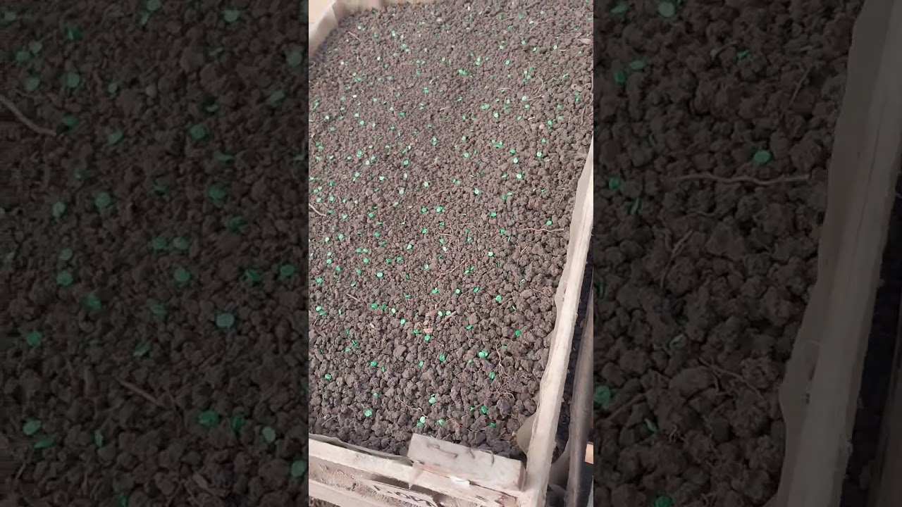 @ОГЛЯД СОРТІВ  СОЛОДКОГО ПЕРЦЮ НА ЦЕЙ СЕЗОН