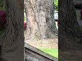 Saturday afternoon squirrels #shorts #ytshorts #viralshort #nature #squirrel #wildlife 5/2/26