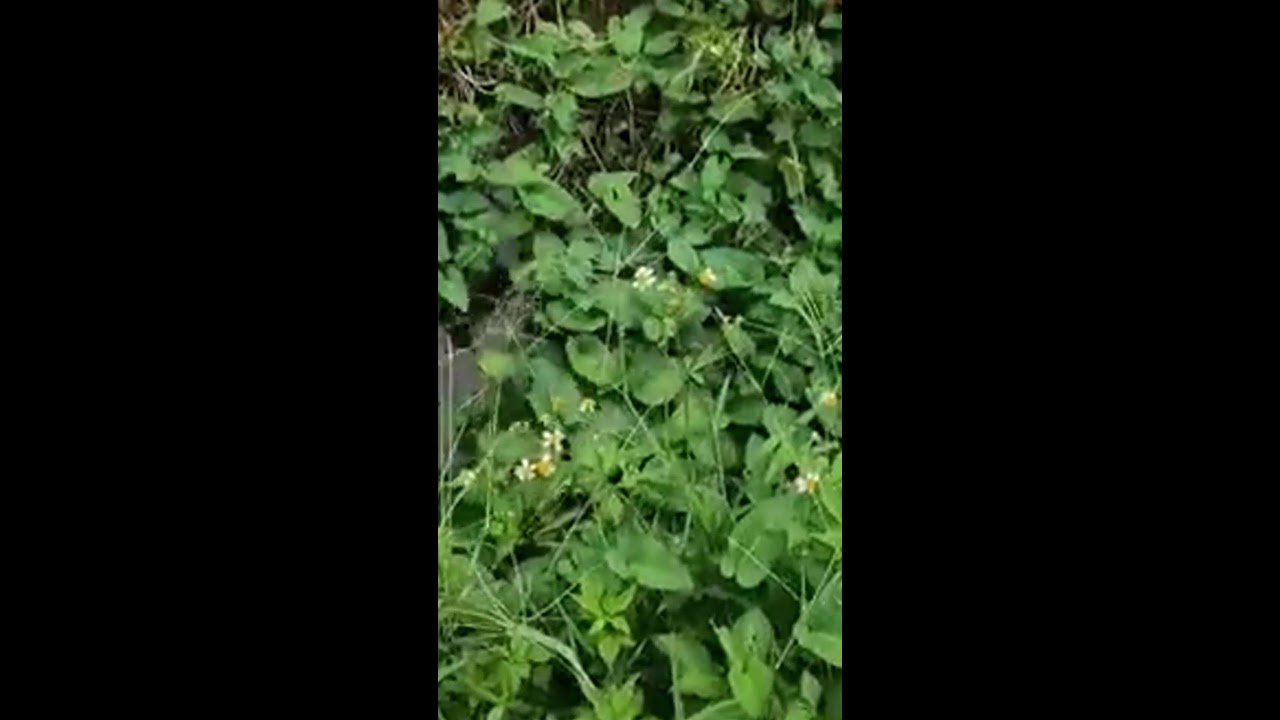 Fishing With Electricity Gone Wrong Giant Snake Inside! 