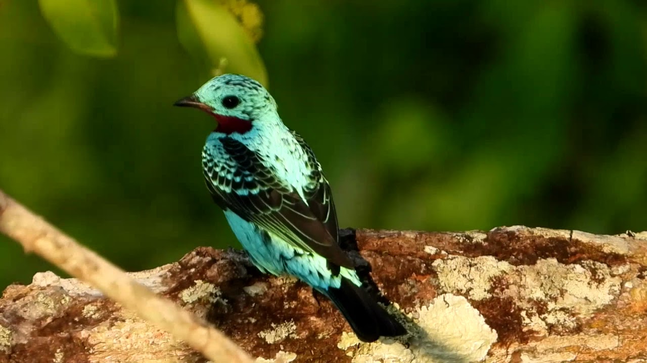 Spangled Cotinga at 55 m high in the Amazon - Brazil