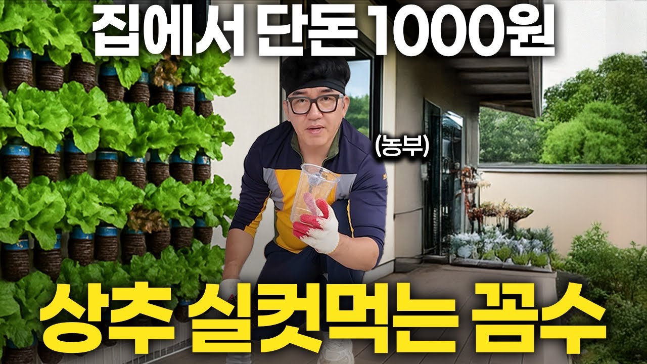 단돈 1000원으로 집에서 상추 무한리필 해먹는 법 (달그닥TV 2부)