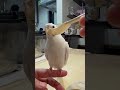 まろルクチャンネル｜オカメインコ “ ルク ” の日常。｜2025.03.29｜Shot On Apple iPhone 15 Pro Max｜#shorts