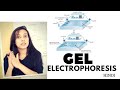 Gel Electrophoresis | Agarose Gel Electrophoresis Lab Procedure