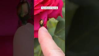The ugly part of #gardening #rose #plants #funny #south #animals #garden #humor #reels #shorts #bug