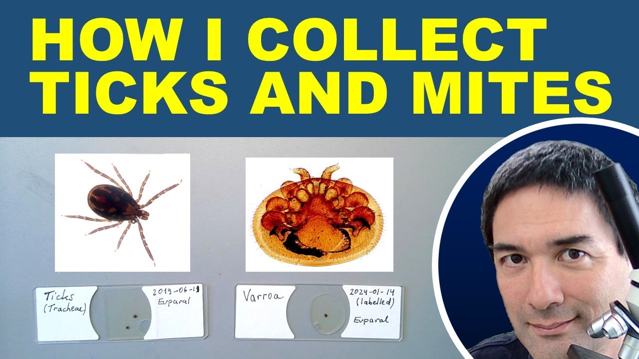 🔬Making Slides of Ticks and Mites TRY2
