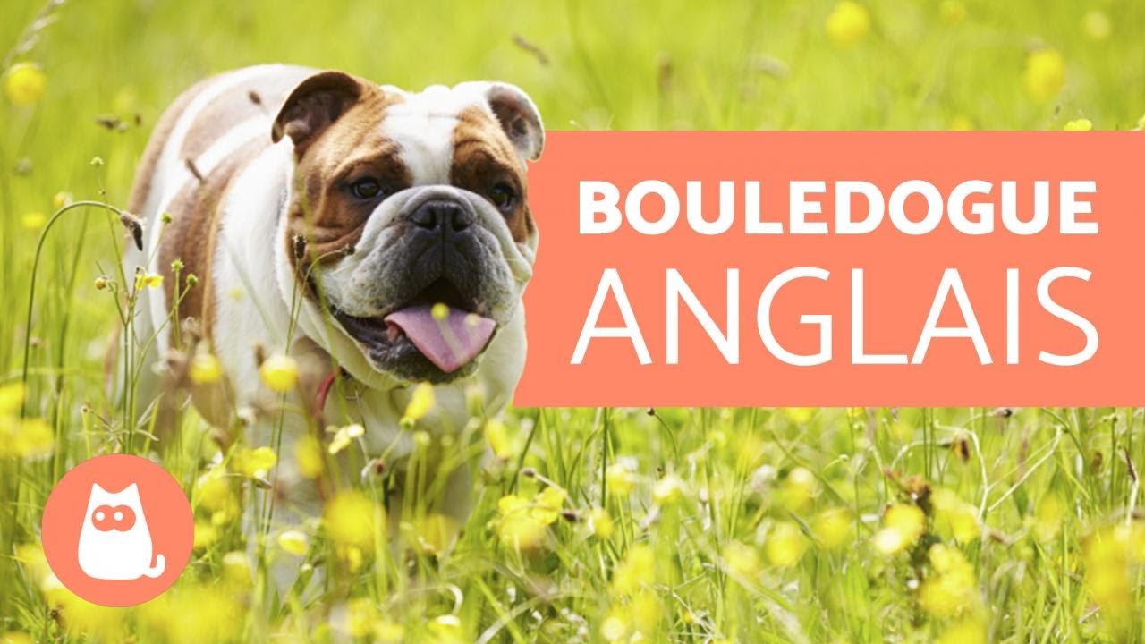 Bulldog Anglais : prix, caractère et caractéristiques - Tipaw