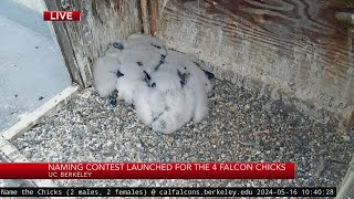 UC Berkeley announces naming contest for new falcon hatched in bell tower