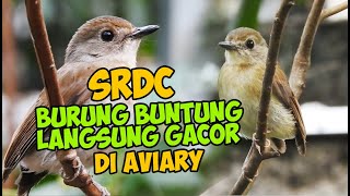 Download Lagu SRDC..this is the bird that is most requested to be bred...finally we can fulfill it Download Lagu SRDC..this is the bird that is most requested to be bred...finally we can fulfill it