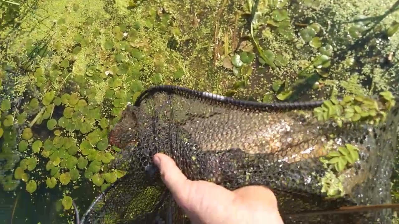 Vadvizi Horgászat. Keleti - Főcsatorna 2024 07 27.