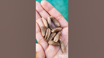 How to grow dates (khajoor) #shorts #gardening #date #nature #seedgermination