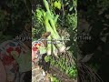 uh oh there's a leek in the garden!