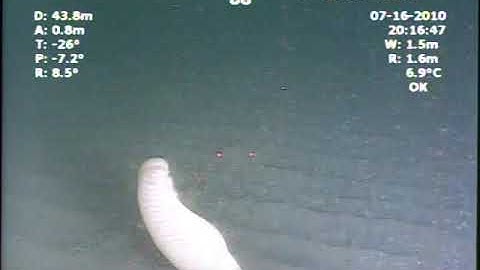 PT.ARENA_ROV_NCCB_20100716_D108_PA07_FWD_T2