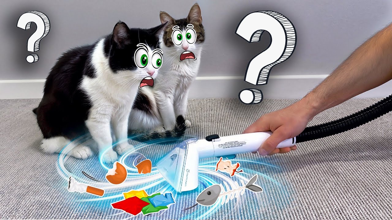 Пережили ли наши коты атаку пылесоса?