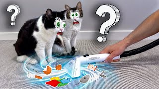 Did My Cats Survive The Vacuum Attack?