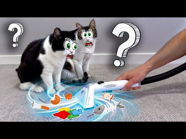 Did My Cats Survive The Vacuum Attack?