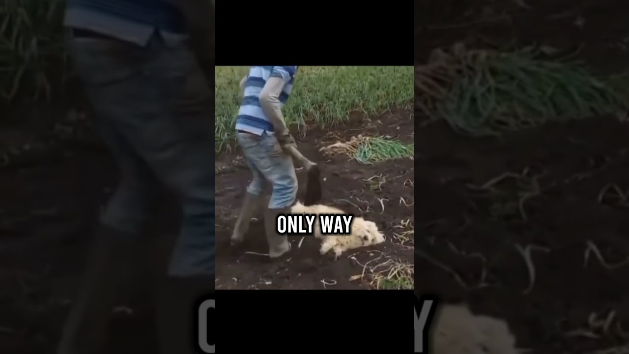 This Man Buried His Dog Alive Because Shorts