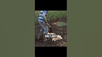 This man buried his dog alive because.. 🥺 #shorts