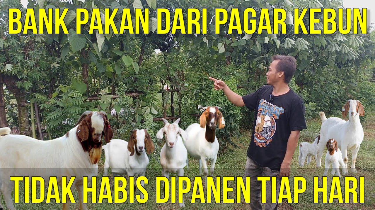 APA SAJA JENIS BANK PAKAN KAMBING YANG TERBAIK DAN BERBAHAYA UNTUK TERNAK?