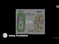 Cell biology lecture  sabaqpk