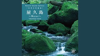 西部林の雨～屋久島／自然音 雨音 雨