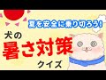 犬の暑さ対策クイズ！夏の散歩、サマーカット、エアコンの温度設定は？