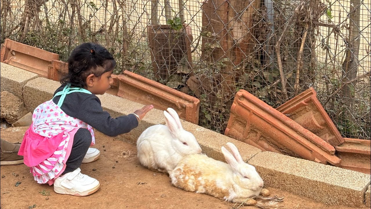Cute Rabbits at Jeeva Park 🐇 | Kids Friendly Animal Park Near Nandi Hills