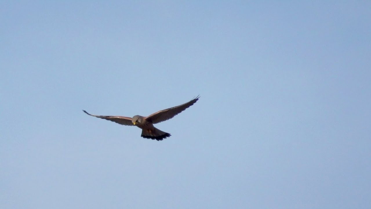 Vanturel Vanturel la vanatoare - Kestrel hovering and hunting - YouTube