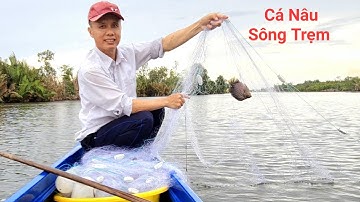 Thả Lưới Cá Nâu ở Sông Trẹm - Thới Bình - Cà Mau.