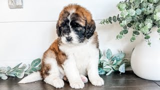 F1 St Berdoodle Week 5/6 - Panda x Wickham