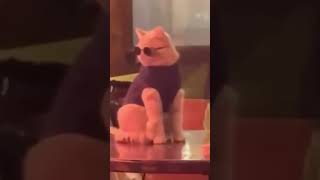 #cat Матрица