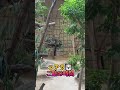 【コアラ】縦動画 ご飯前のコアラ達😊
