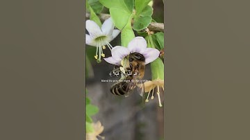 تلاوة خاشعة تريح القلب - سورة المزمل [1-4]