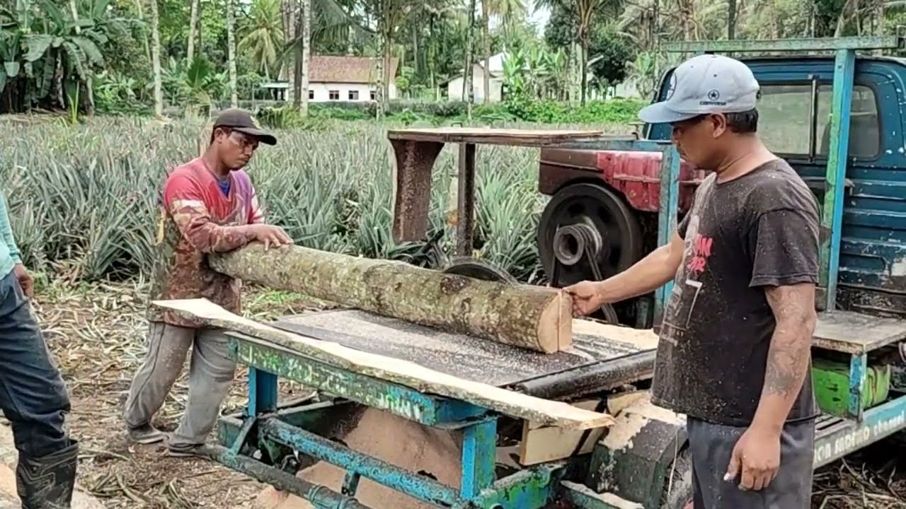Sampai rijek, penggergajian kayu mahoni
