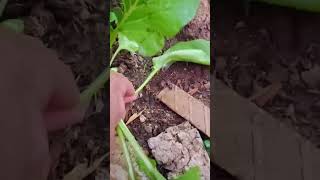 mamulot ng pang-ulam backyardgardening garden gardening viral garden  viralvideo viralshorts