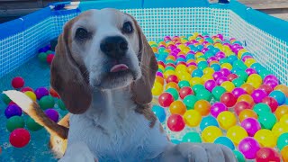 It's a Beagle Pool Party: Come for the Pups, Stay for the Laughs! by Beagle Universe 12,294 views 4 months ago 5 minutes, 47 seconds