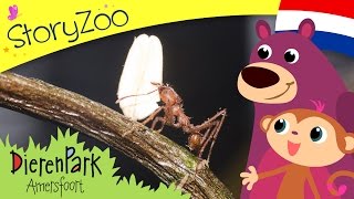 Episode 6 •  StoryZoo op bezoek bij de mieren in Dierenpark Amersfoort