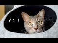 ドーム型キャットハウスを試してみる猫達 | #モアクリ Vlog026