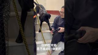Zuli一直要我陪她玩 但吃飯後要休息 不能劇烈運動 Early看到後 就把玩具沒收了 #寄養家庭 #labrador #寵物友善日常 #緝毒犬