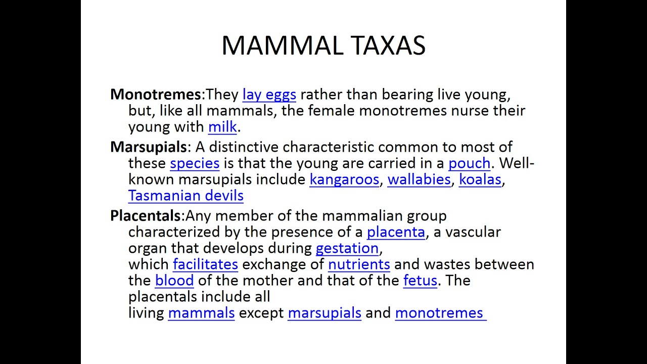 TOPIC 4   MAMMALS POWERPOINT PRESENTATION