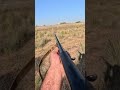 Bıldırcın avı 2025-2026 #bıldırcın #hunting #hunter #doğa