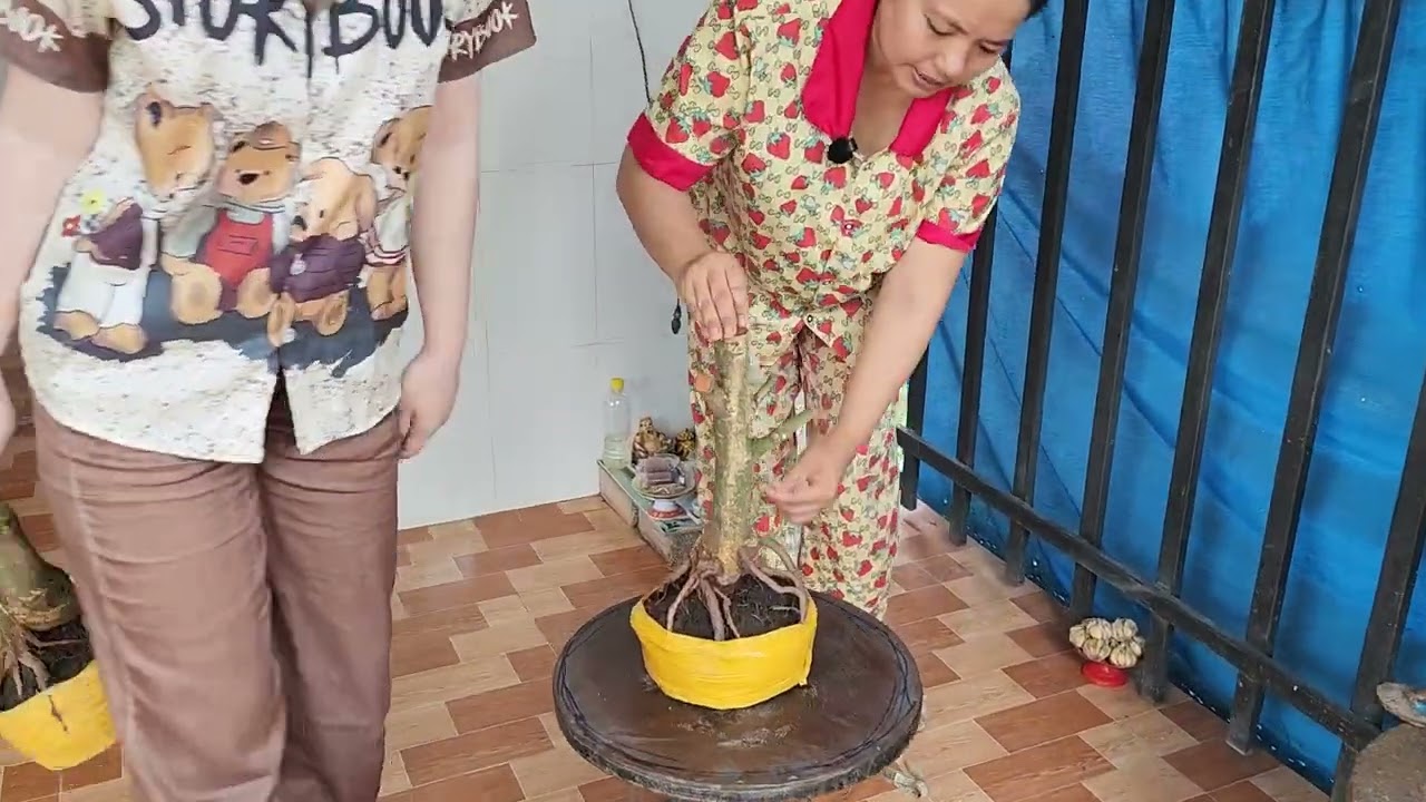 7/3 chị Lan 0352187978 phôi mai giảo đẹp giá rẻ 