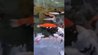 Ikan Dalam Kolam