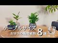 【小さく育てたい人へ】テーブルに飾れるおすすめ観葉植物8選
