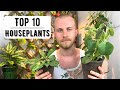 Top 10 Houseplants | Summer 2020