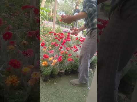 هرکی گل داره نگاه کنه