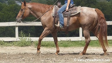 Baron Dual***For info, price, etc., go to our website***ValleyViewRanch.net