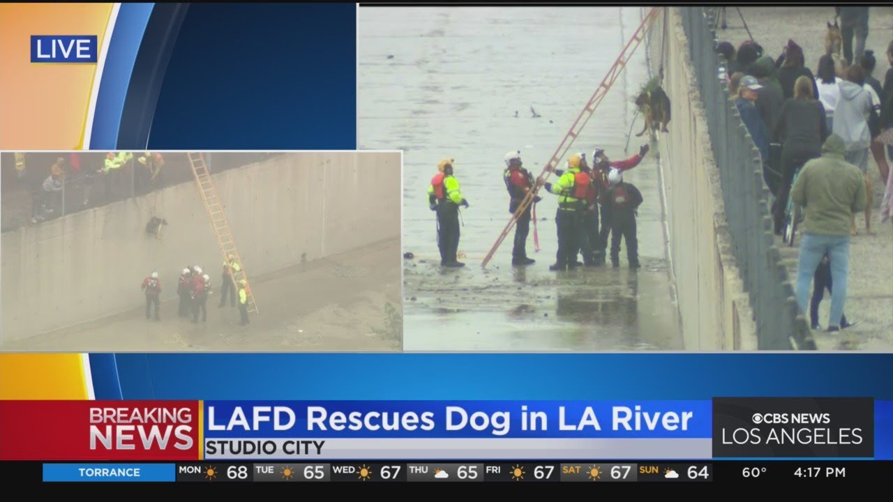 Fire crews rescue trapped dog, hoist it from LA River - YouTube