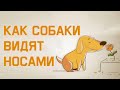 Edu: Как собаки видят носами