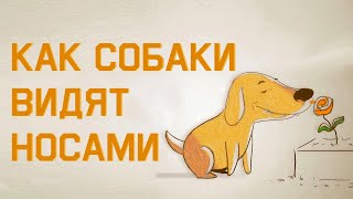 Edu: Как собаки видят носами